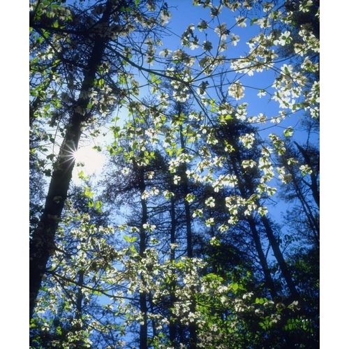 North Carolina, Flowering Dogwood trees